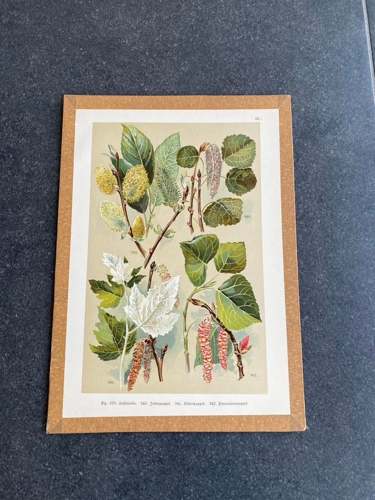 Vele prenten bomen/varens 20x29 cm uitzoek 5 euro pst, Antiek en Kunst, Ophalen of Verzenden, Natuur en Biologie