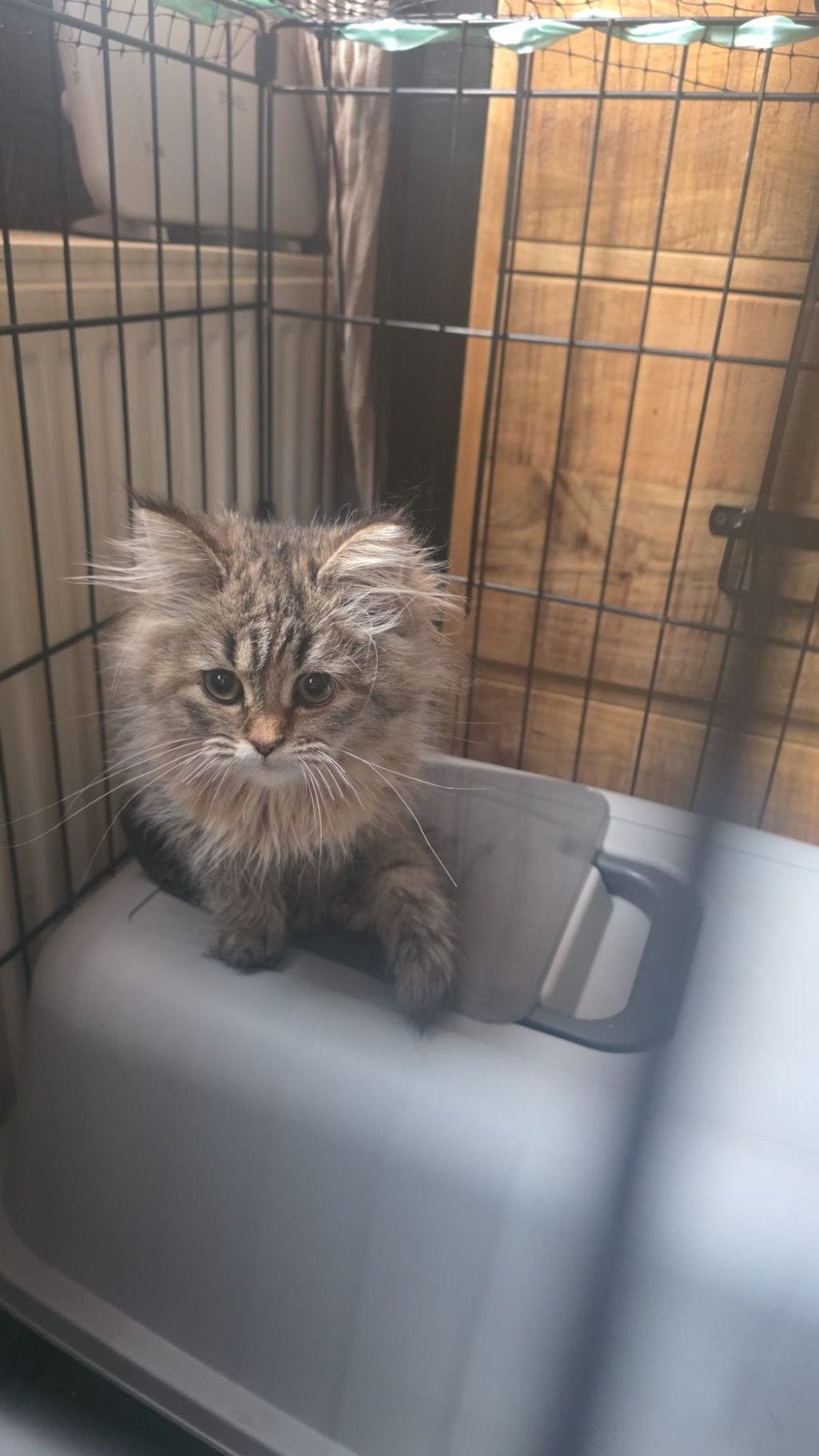 siberische kat x mainecoon poesje mag direct verhuizen, Poes, 0 tot 2 jaar