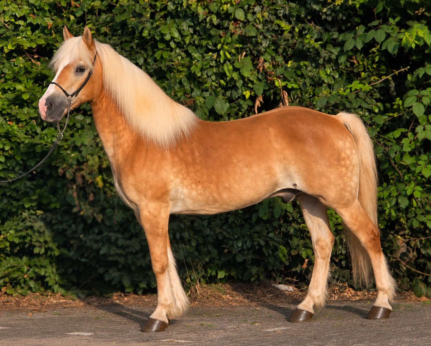 Bomproof haflinger, E pony (1.48m - 1.57m), B, Ruin, Gechipt