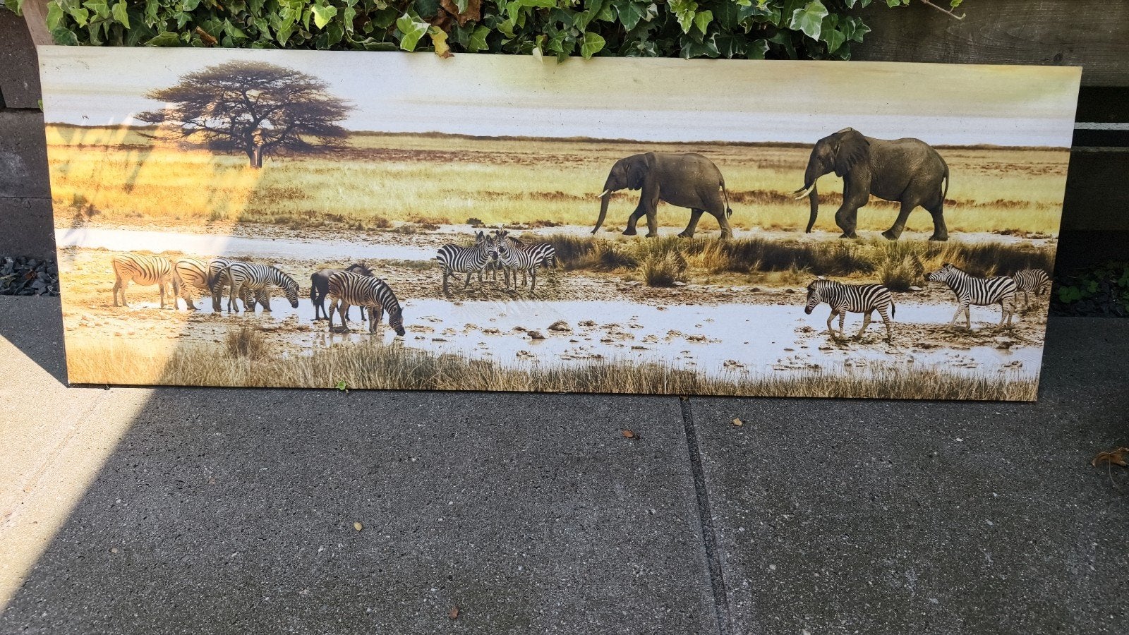 Prachtige Afrikaanse savanne print op doek, Ophalen, 50 – 75, Gebruikt, Print