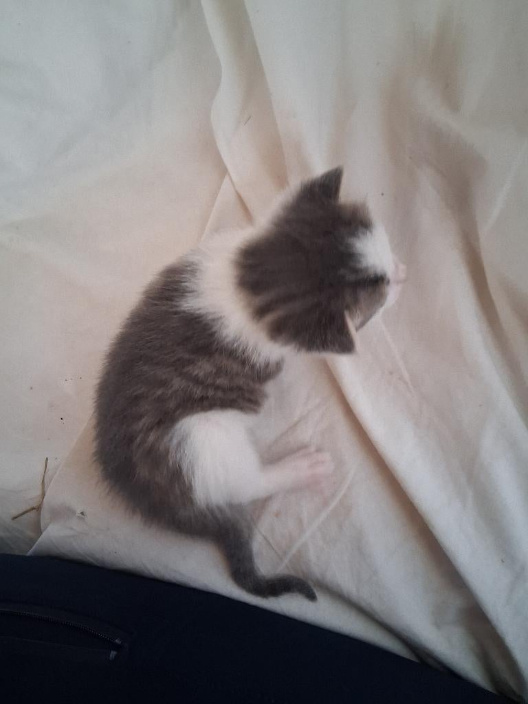 Boerderij kittens, Dieren en Toebehoren, Katten en Kittens | Overige Katten, Meerdere dieren, Kortharig, 0 tot 2 jaar