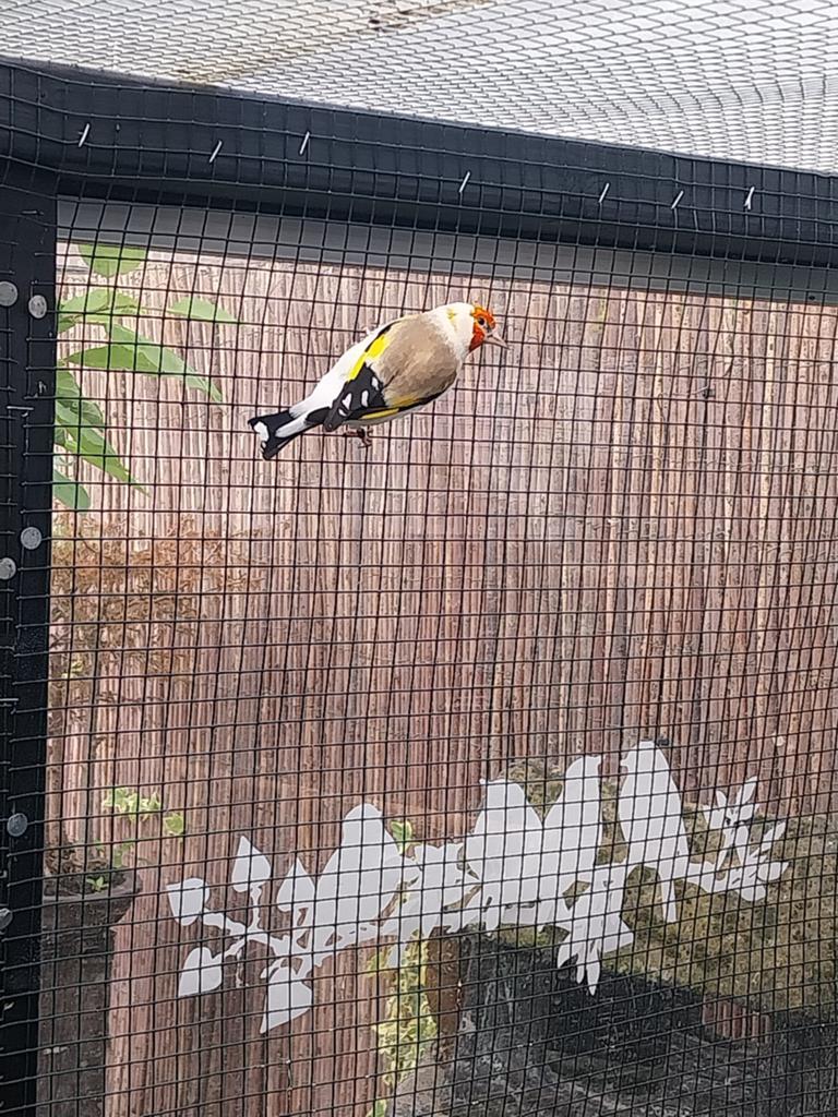 Majoor putter pop, Dieren en Toebehoren, Vogels | Overige Vogels, Vrouwelijk, Wildzangvogel