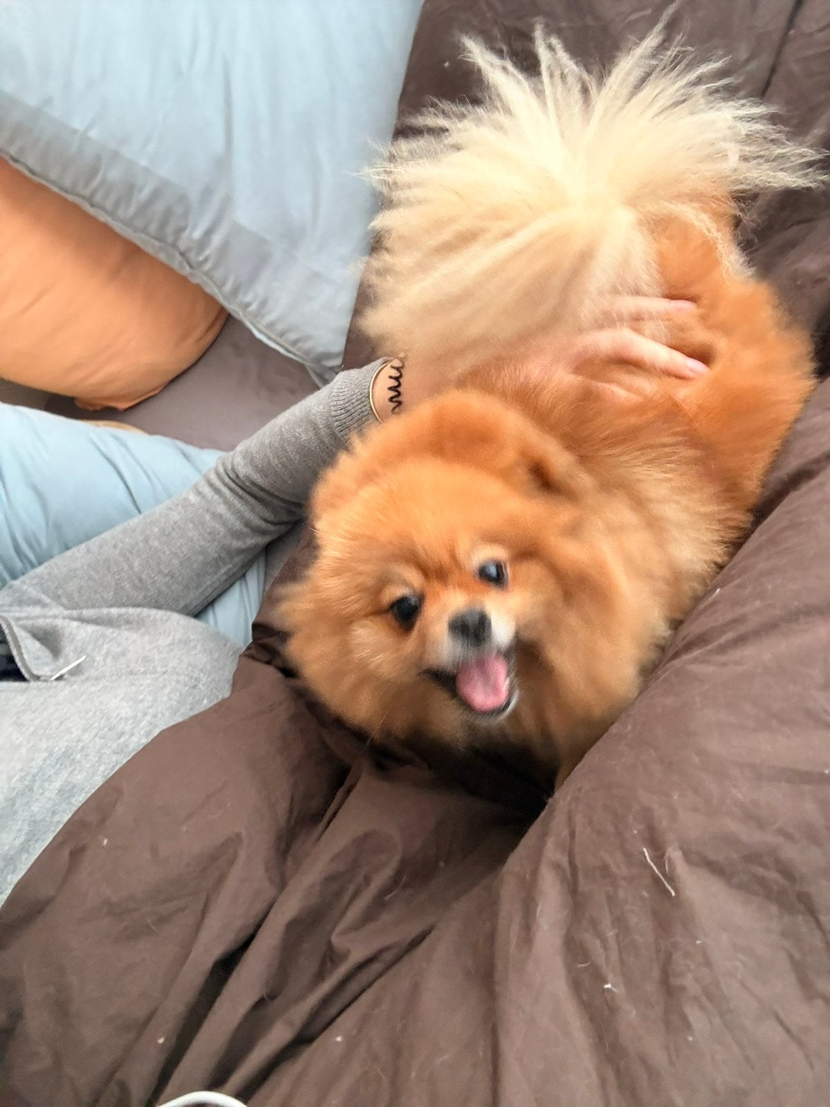 Lief hondje op zoek naar goed huisje, België, Particulier, Rabiës (hondsdolheid), Overige rassen