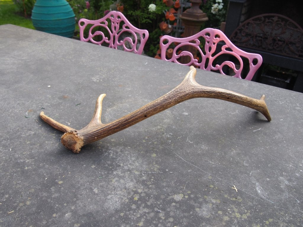 Mooi gewei van 59 cm, Ophalen of Verzenden, Gebruikt, Hert, Gewei of Kop