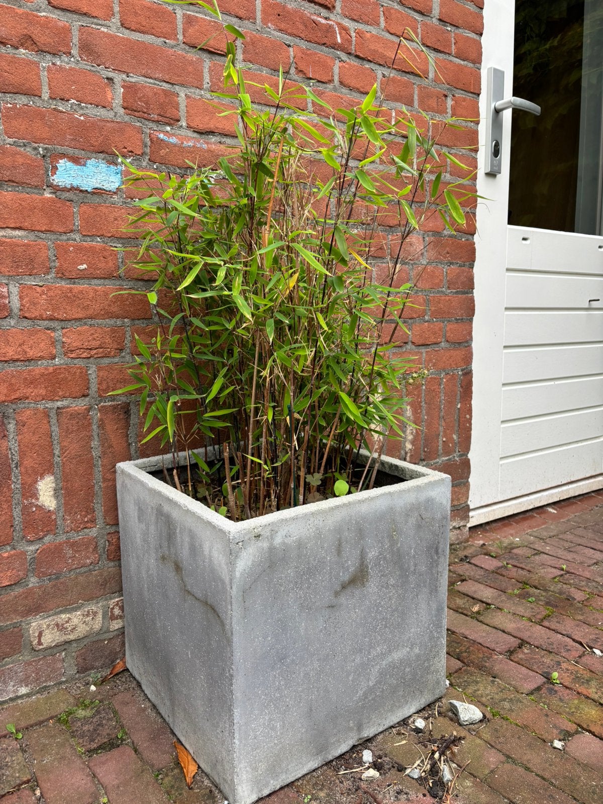 Bamboe met pot voor buiten, Tuin en Terras, Ophalen, Gebruikt, Vierkant