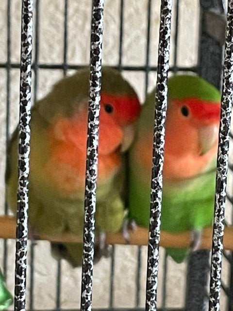 3x AGAPORNIS DWERGPAPAGAAITJES, Meerdere dieren, Dwergpapegaai of Agapornis