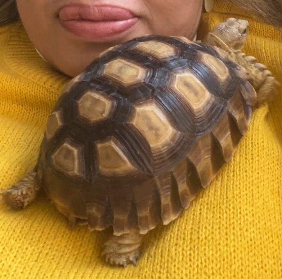Sulcata Schilpad met of zonder terrarium., Dieren en Toebehoren, Schildpad, 0 tot 2 jaar