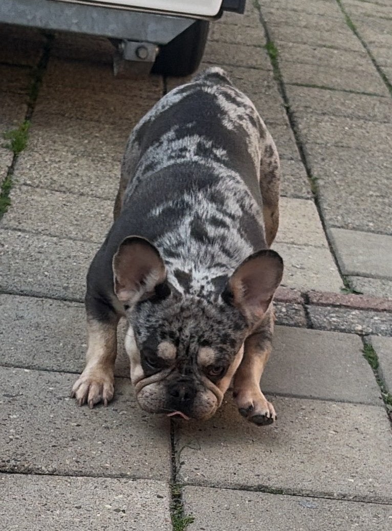 goed tehuis gezocht voor franse bulldog reu met stamboom, Reu, 1 tot 2 jaar, Bulldog, Eén hond