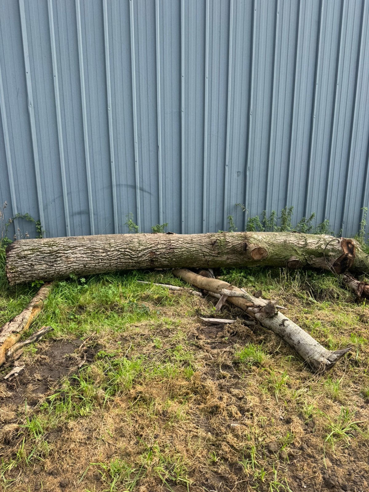 Noten boom stam evt voor planken, Minder dan 3 m³, Ophalen