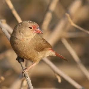 Vuurvink pop gezocht, Dieren en Toebehoren, Vrouwelijk