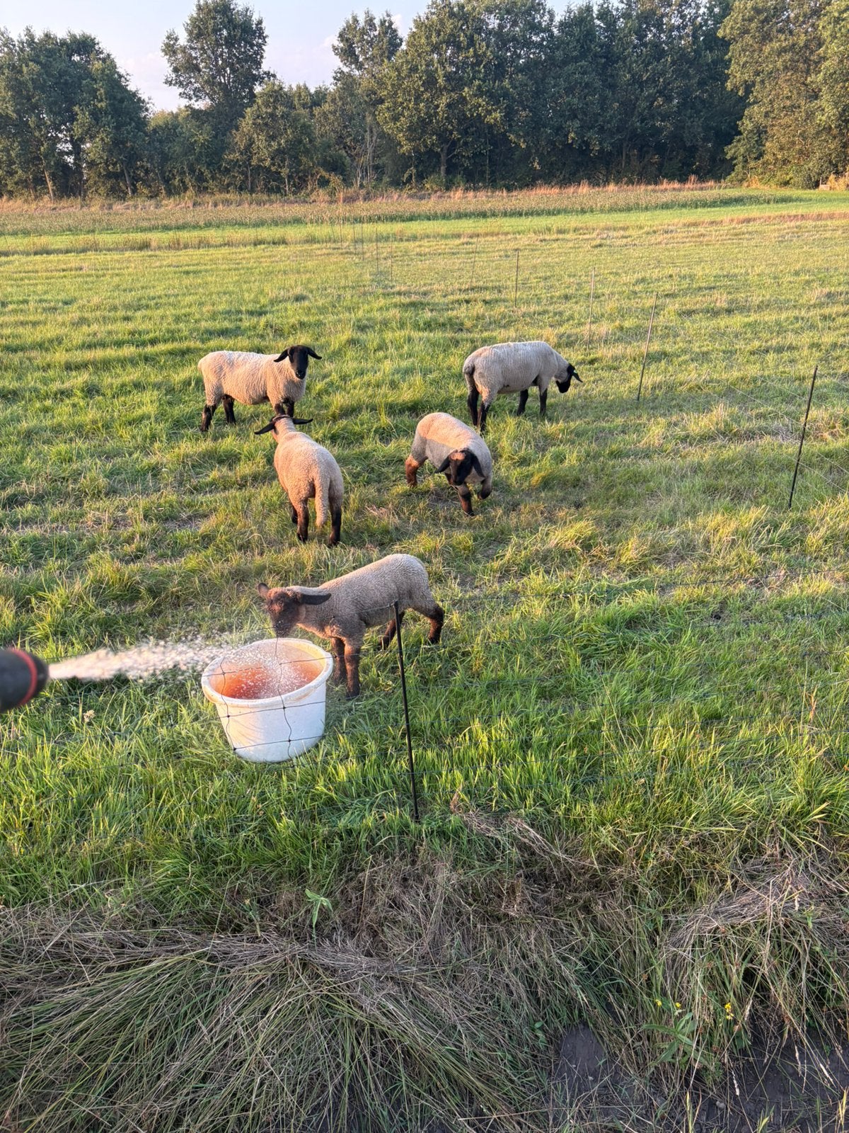 Suffolk ooilammeren, Dieren en Toebehoren, Schapen, Geiten en Varkens, Vrouwelijk, Schaap, 0 tot 2 jaar