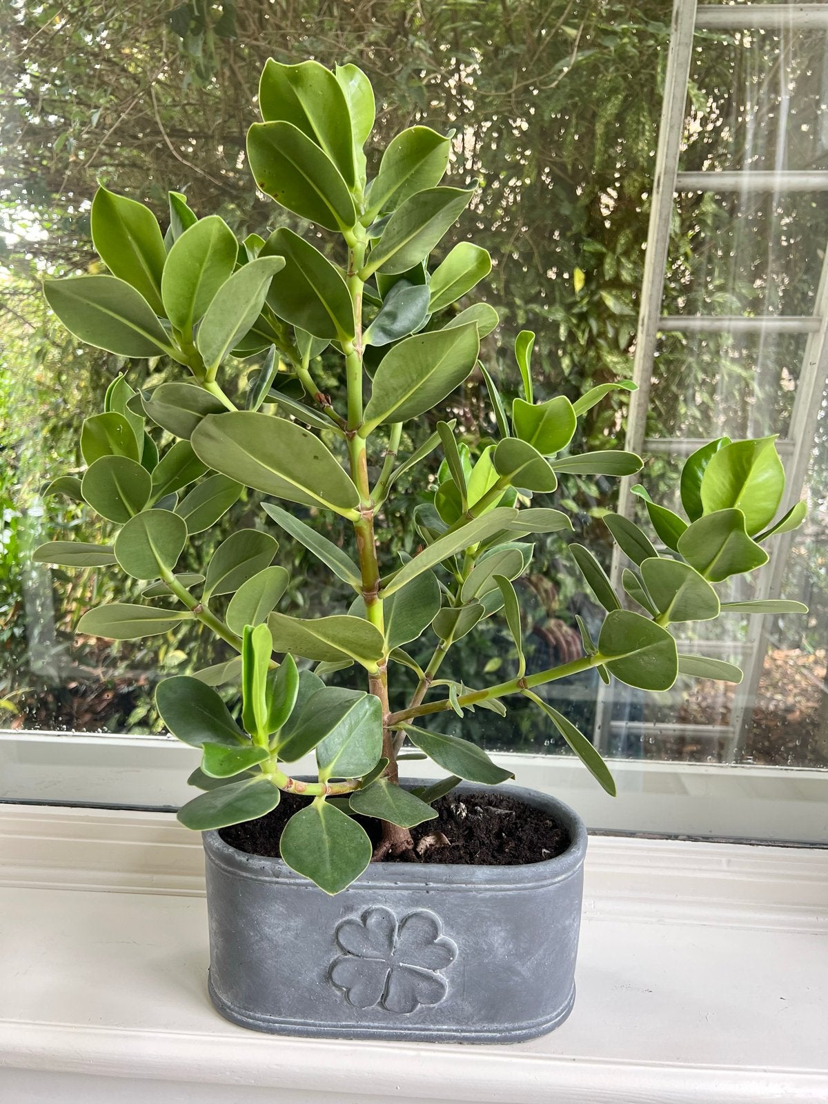 Mooie Clusia rosea 'Princess' (varkensboom ) in pot, Ophalen, Overige soorten, Halfschaduw, In pot