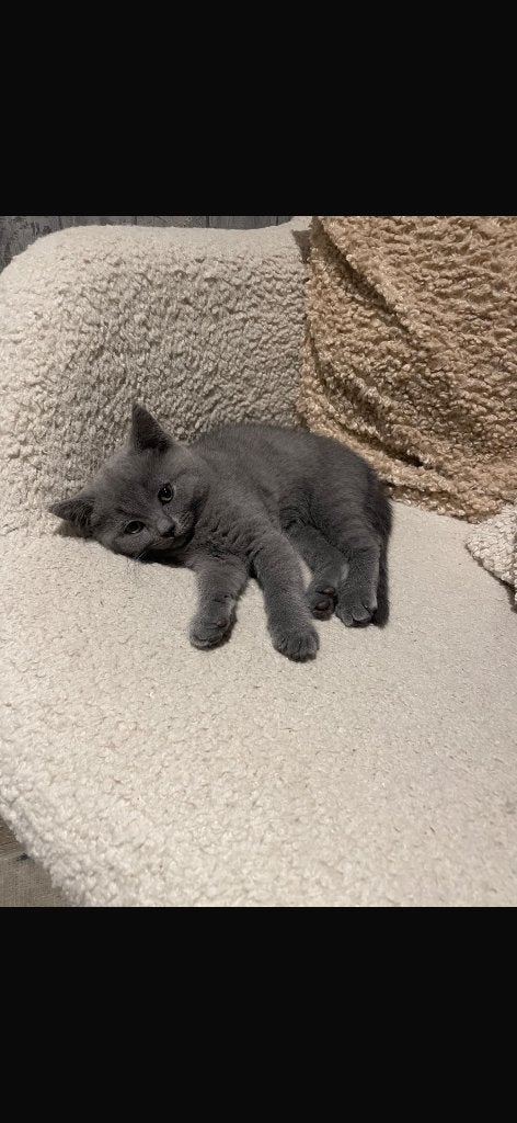 Britste korthaar kitten, Poes, Ontwormd, 0 tot 2 jaar