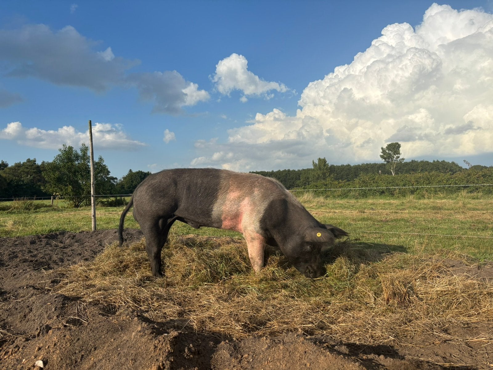 Husumer dekbeer, Mannelijk, Varken, 3 tot 5 jaar