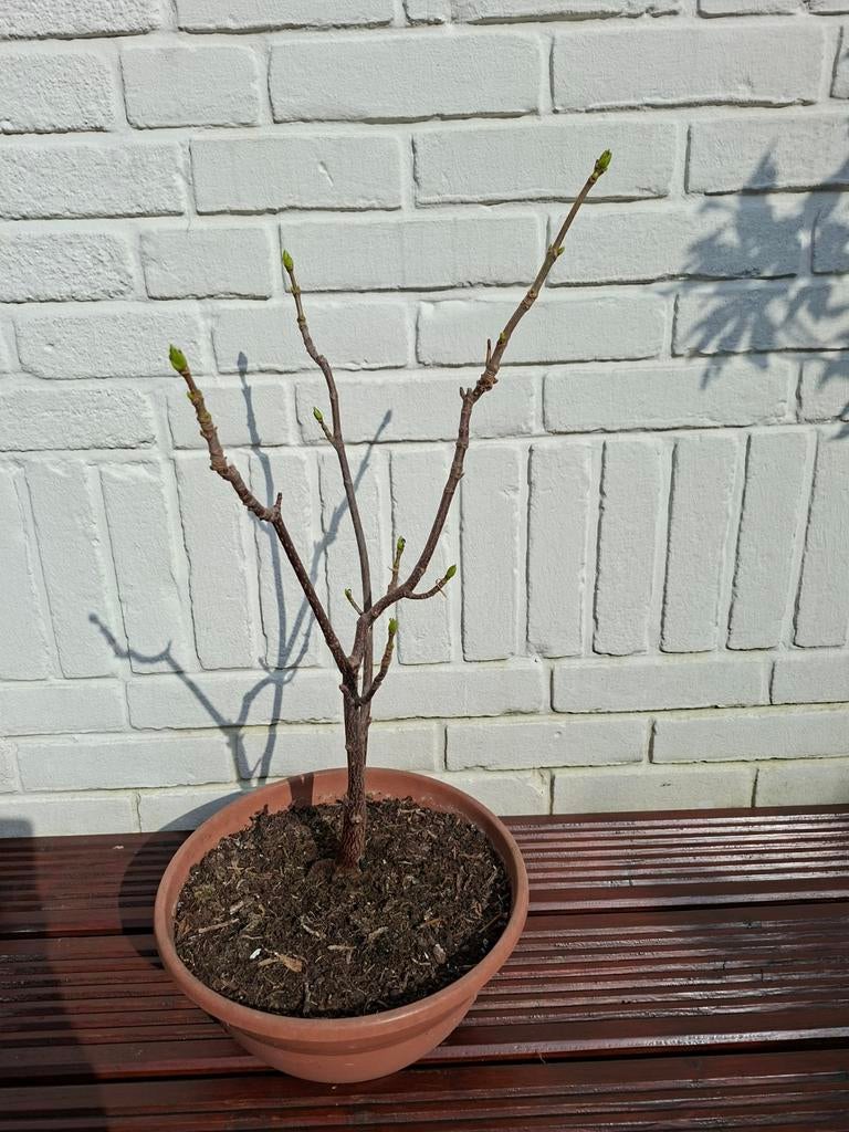 Bonsai Esdoorn in knop, Ophalen, Bloeit niet, Halfschaduw, Overige soorten