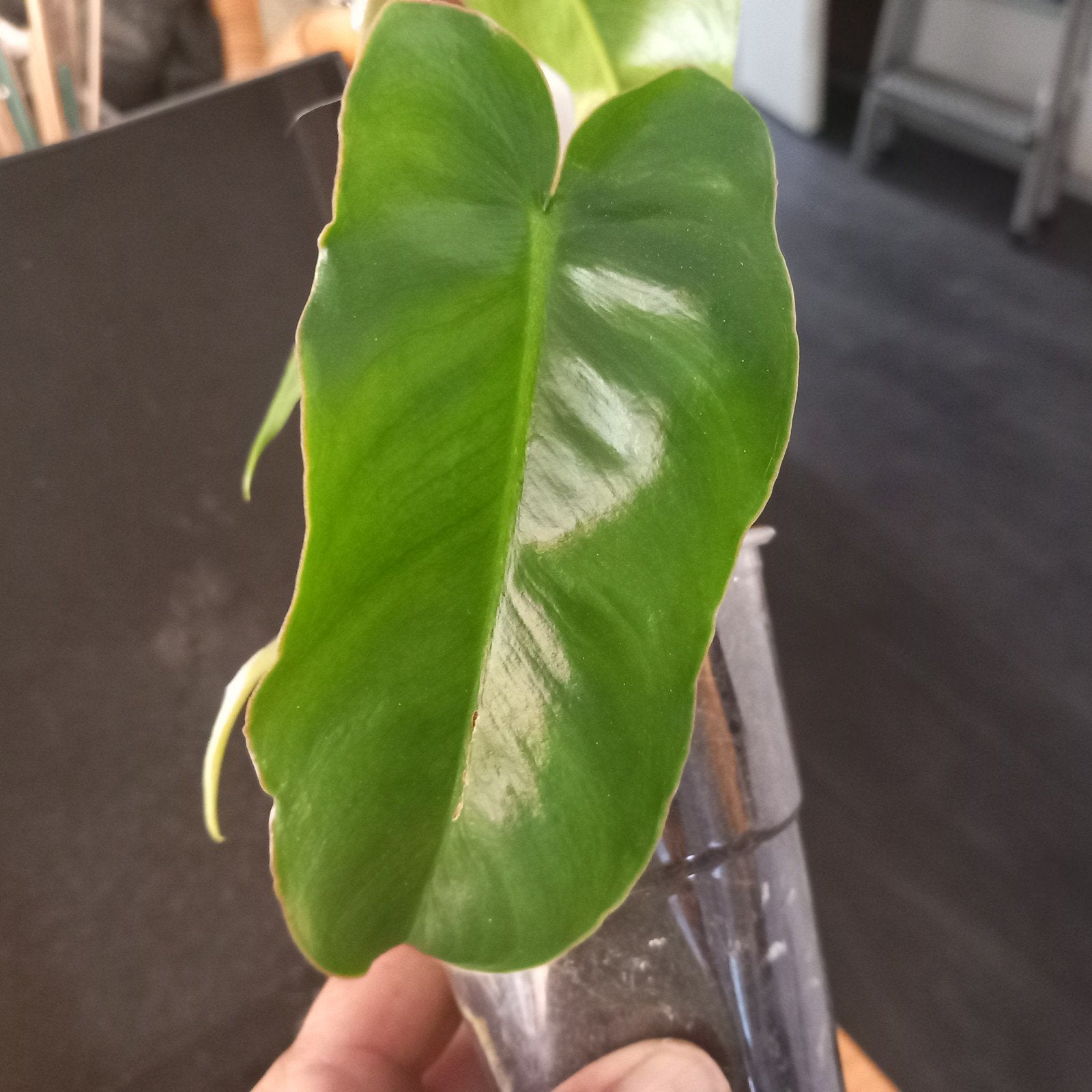 Philodendron burle marx stek nr 13, Huis en Inrichting, Kamerplanten, Ophalen of Verzenden, Halfschaduw, Minder dan 100 cm