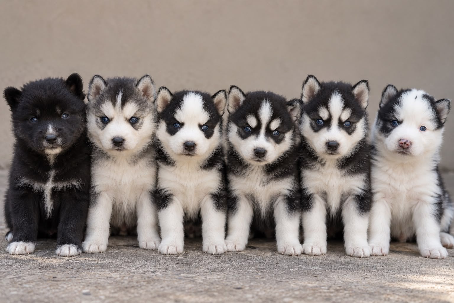Prachtige pomsky pups ter resevering, 8 tot 15 weken, Poolhond, Meerdere, Meerdere dieren