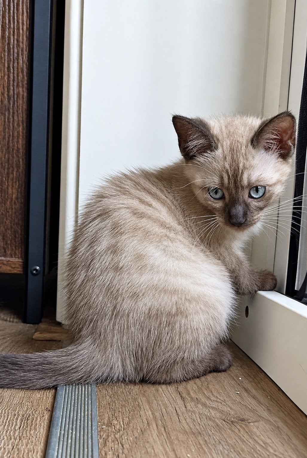 prachtige kittens uit sepia mink bengaal, Meerdere dieren, Gechipt