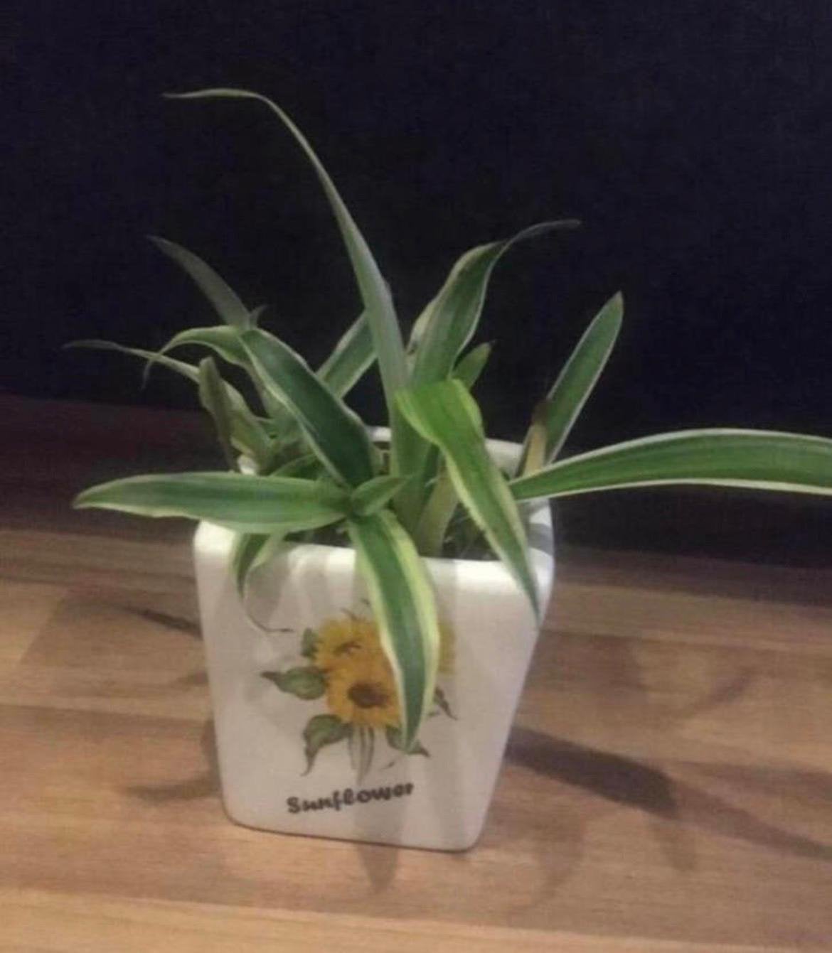 Vintage unieke mini keramische bloempotten gele kleurrijke, Ophalen, Binnen, Zo goed als nieuw, Overige vormen