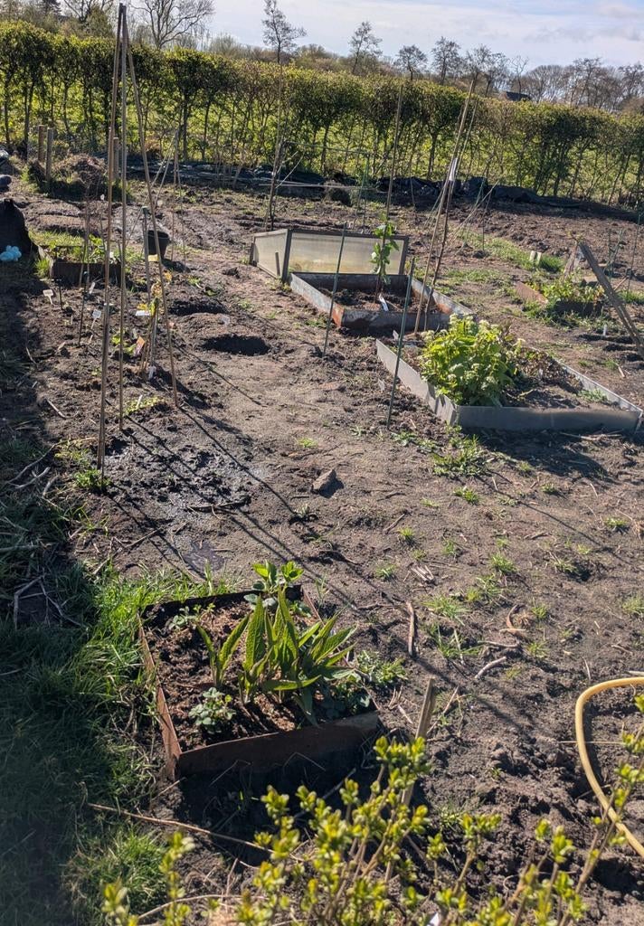Gezocht plantjes fruitstruik stekjes, Ophalen, Gehele jaar, Volle zon, Zaad