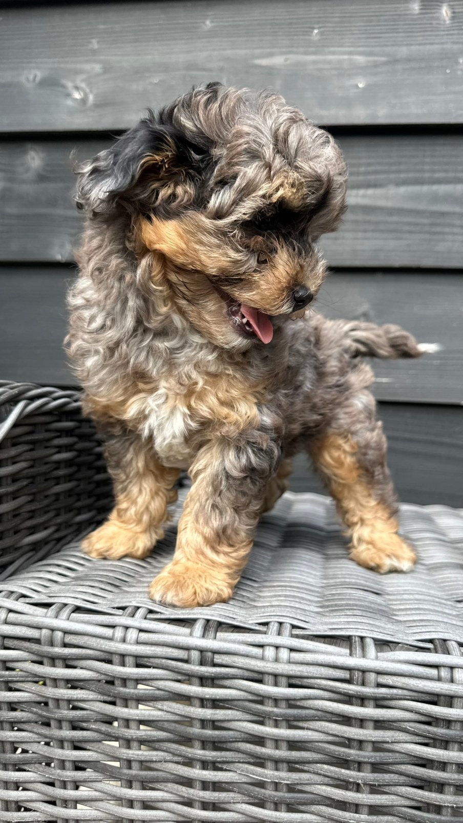 Maltipoo pups, Parvo, Reu, 8 tot 15 weken, Meerdere