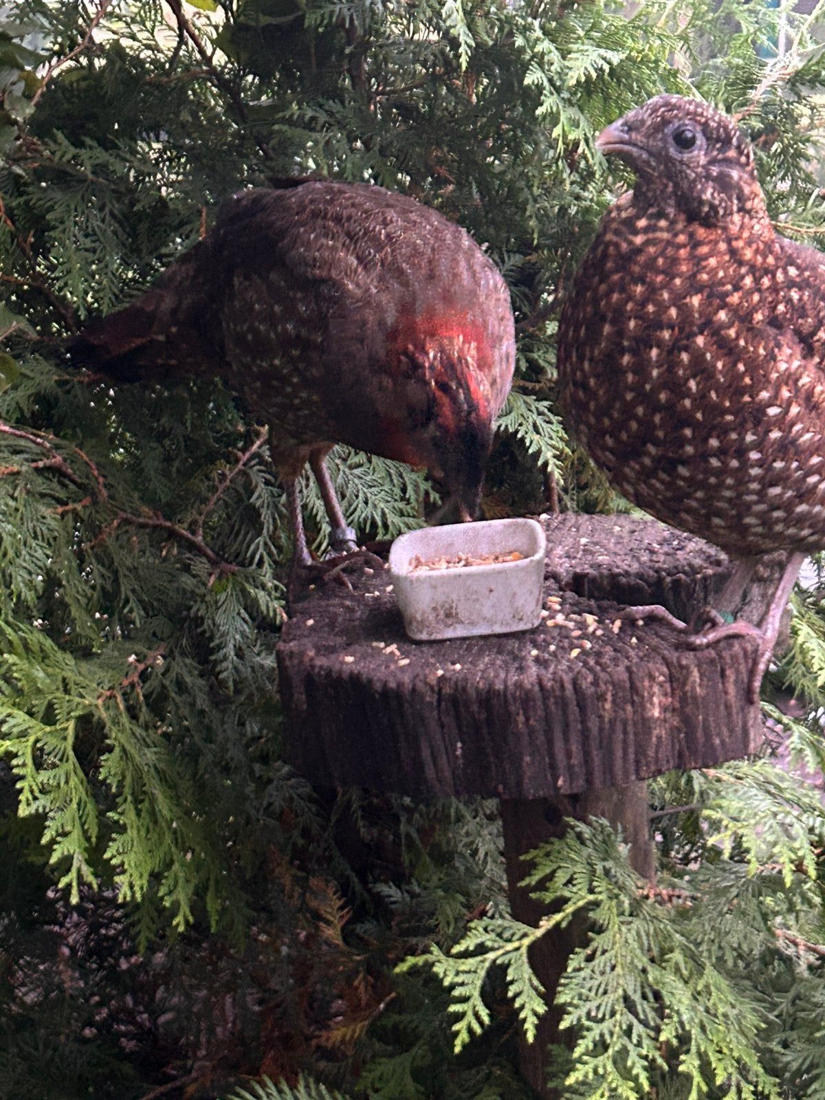 3 jonge Temminck Tragopaan hanen, Dieren en Toebehoren, Mannelijk, Overige soorten