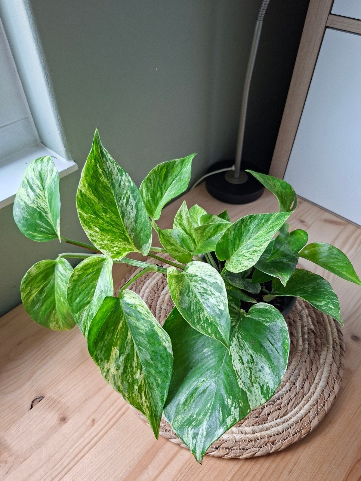 Pothos plant, Epipremnum Scindapsus Aureum in pot, Huis en Inrichting, Ophalen, Halfschaduw, In pot, Minder dan 100 cm