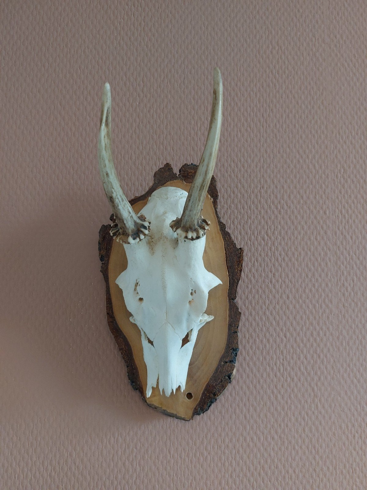 Mooi gewei op houten plank - Decoratief, Ophalen of Verzenden, Hert, Gewei of Kop