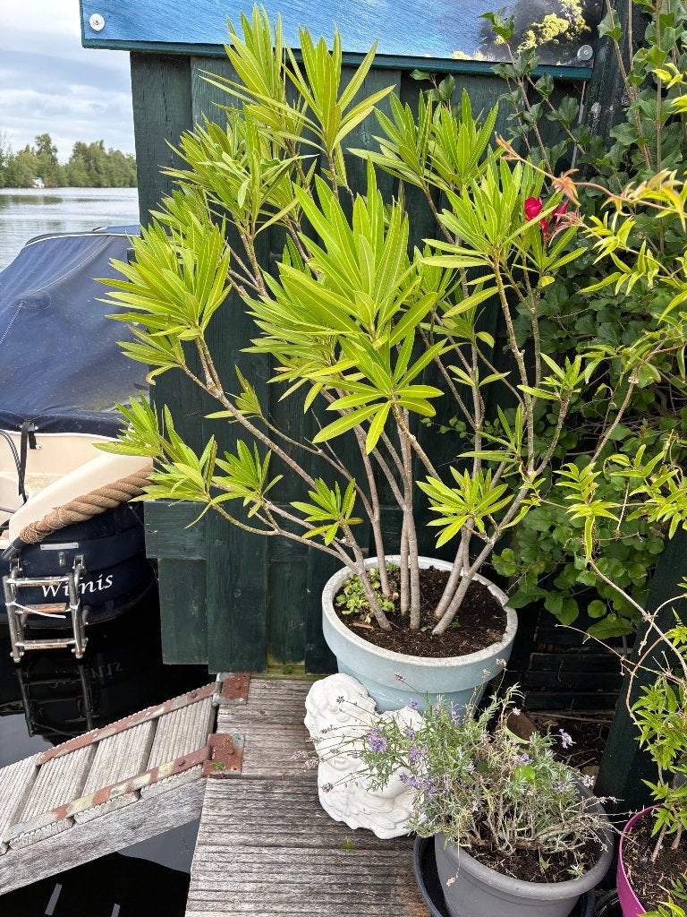Planten met pot en schotel tuinplanten balconplanten, Ophalen, Vaste plant, Overige soorten, Halfschaduw