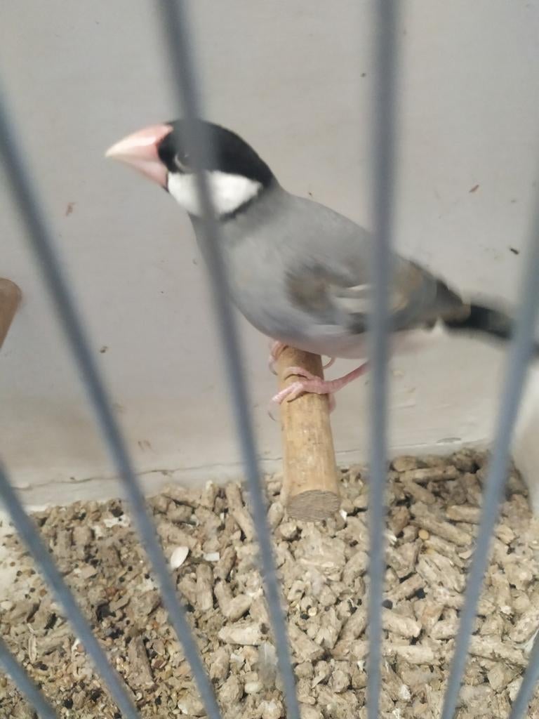 Rijst vogel pop, Vrouwelijk, Geringd