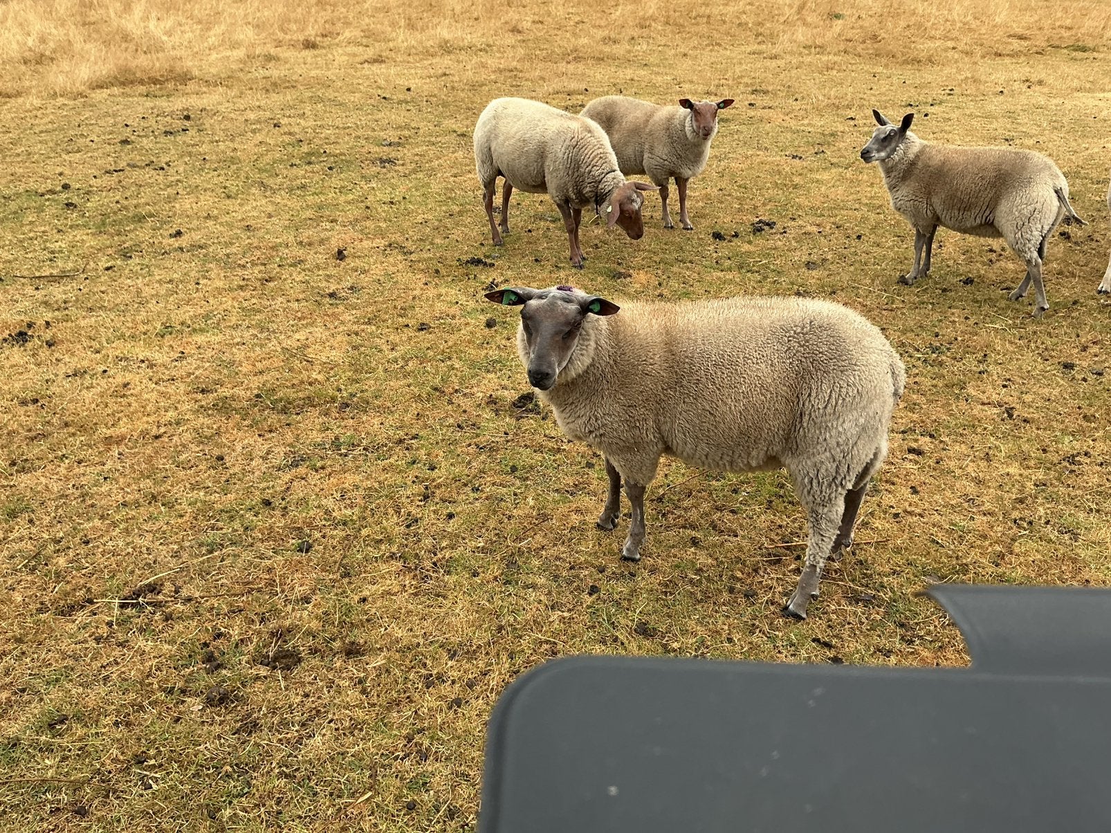 Ram lammeren half maart 26, Mannelijk, Schaap