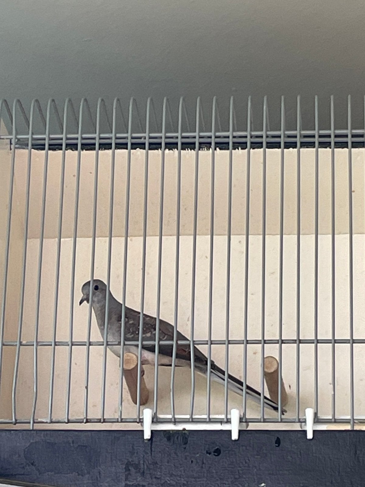 Jong Diamant duifje, Dieren en Toebehoren, Geslacht onbekend, Overige soorten