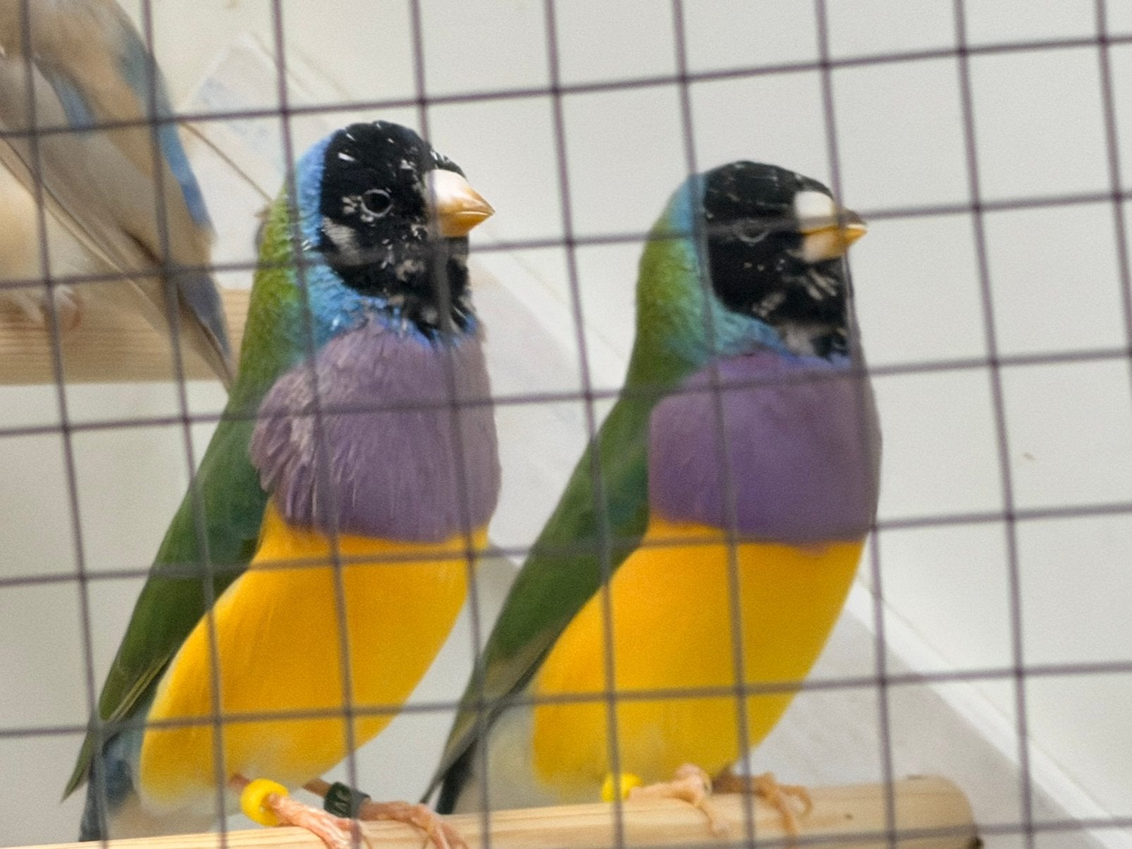 split lutino mannen gouldamadines, Dieren en Toebehoren, Mannelijk, Parkiet