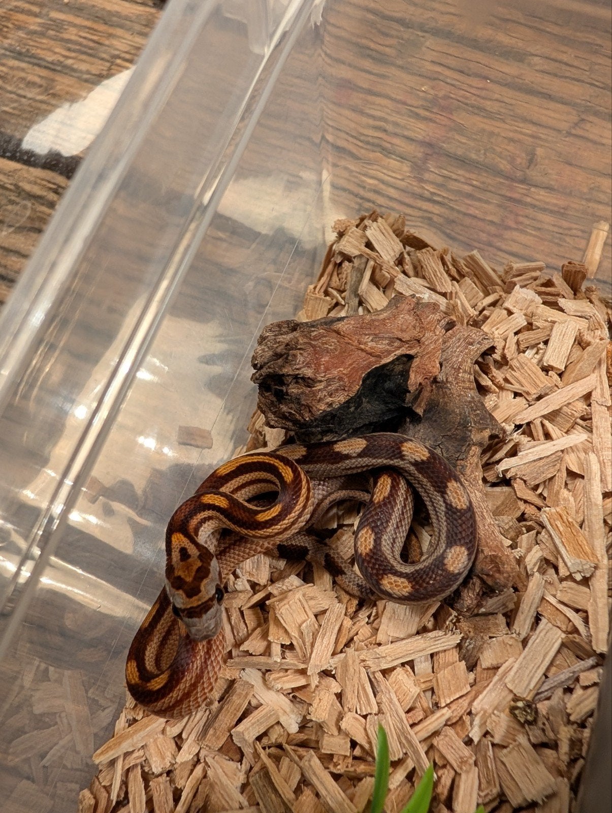 Super mooie korenslangen (genen bommetjes) Corn Snake photo 21
