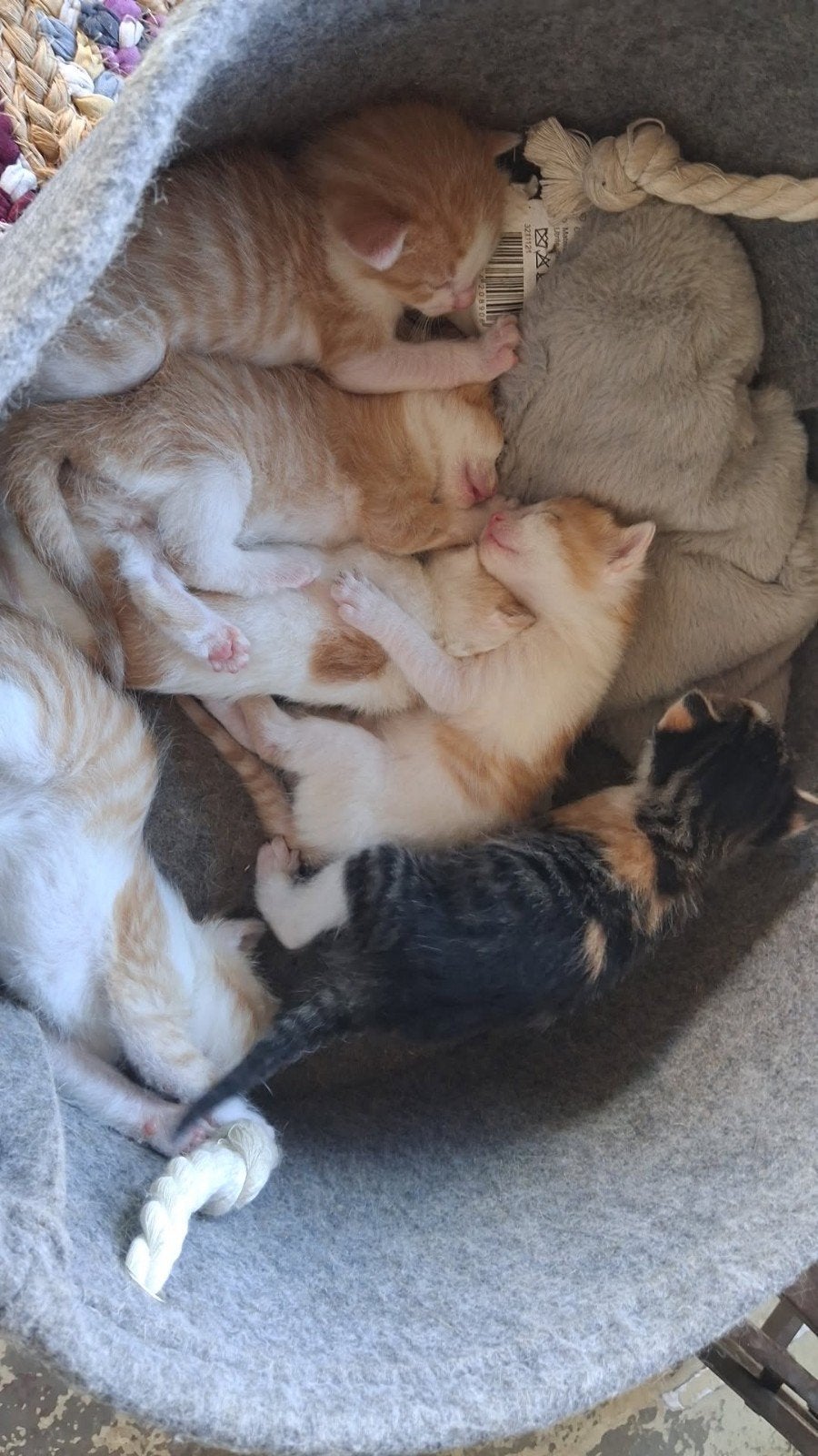 Kittens, Kater