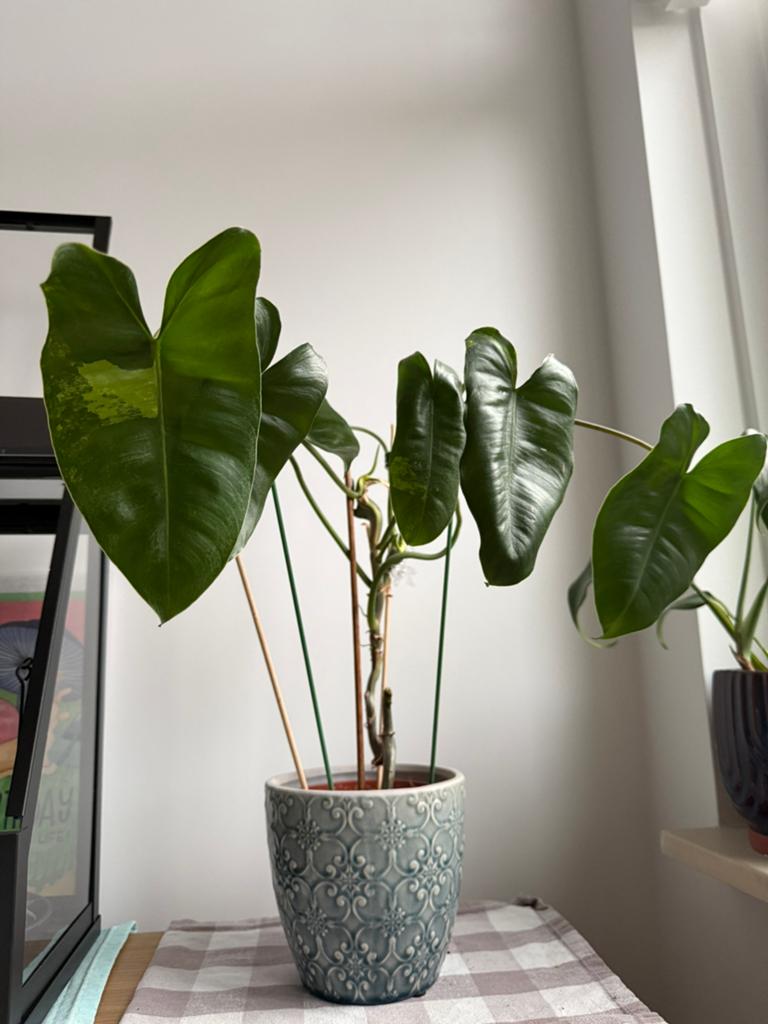 philodendron burle marx variegated, Huis en Inrichting, Ophalen of Verzenden, Halfschaduw, Minder dan 100 cm
