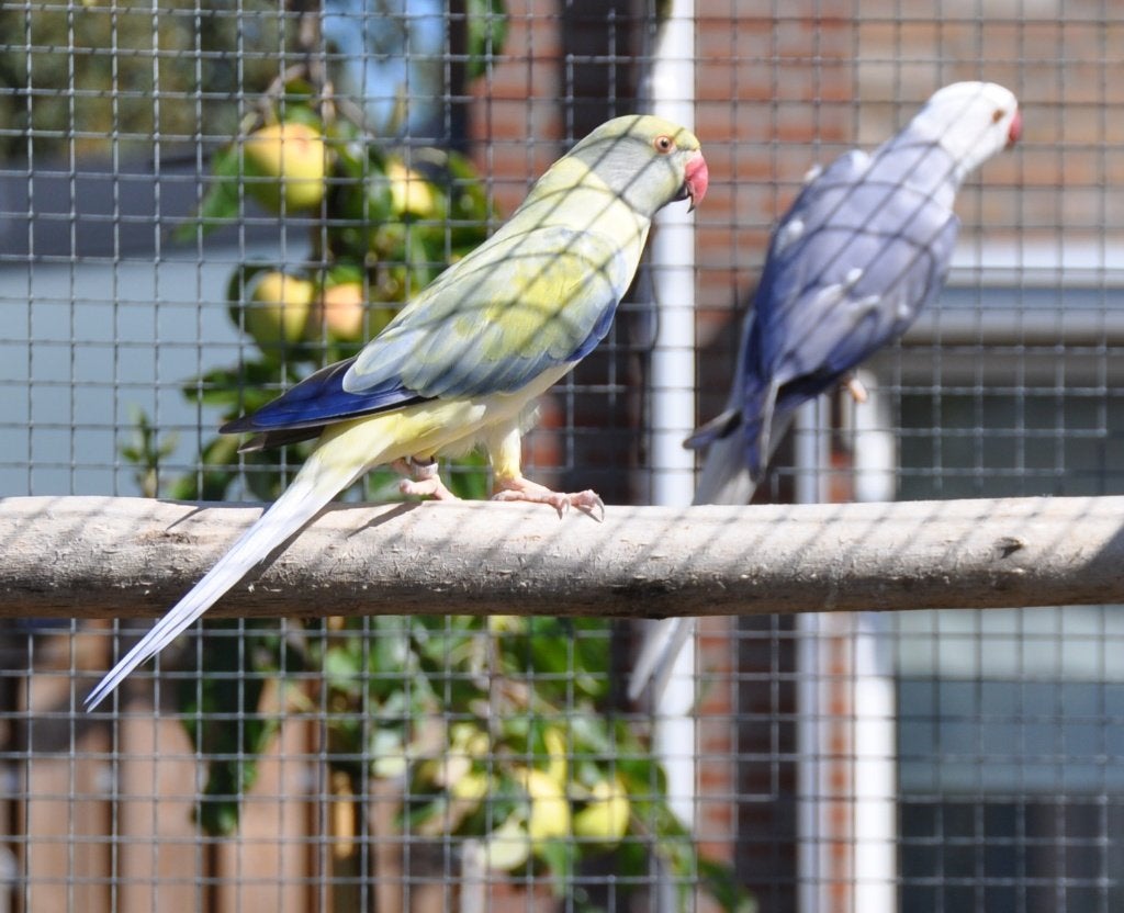 Kweekkoppels halsbanden, Dieren en Toebehoren, Meerdere dieren, Parkiet, Geringd