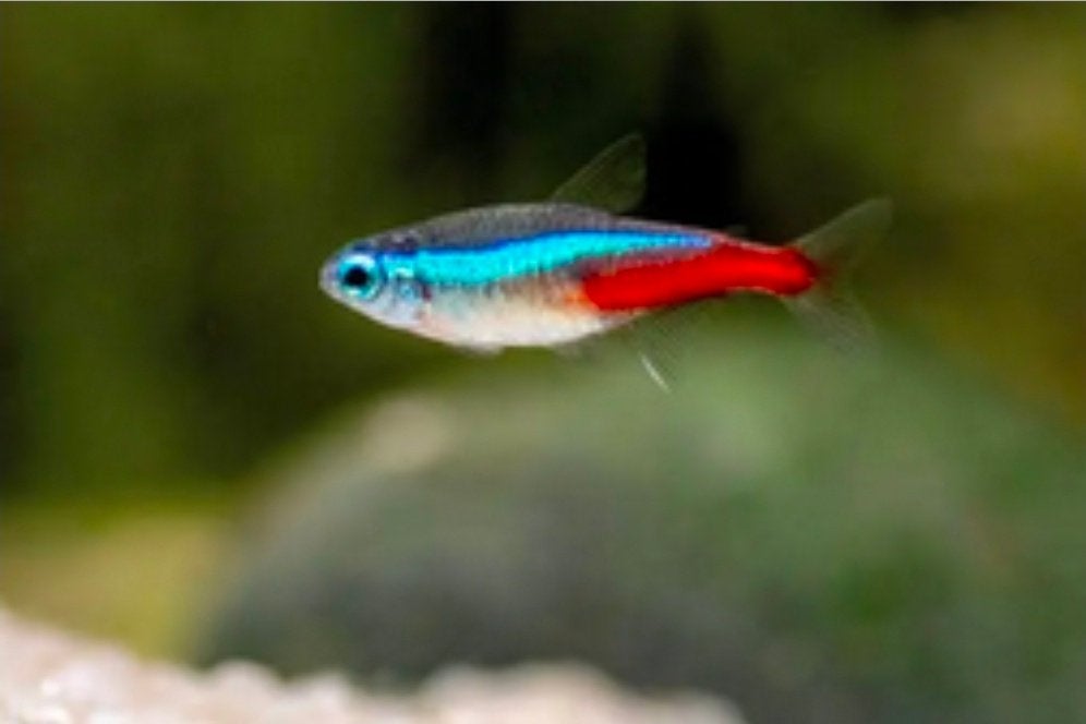 Neon tetra's 10 stuks, Vis, Schoolvis