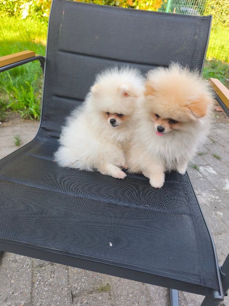 Pommerian pups, Particulier, Keeshond, Reu, 8 tot 15 weken