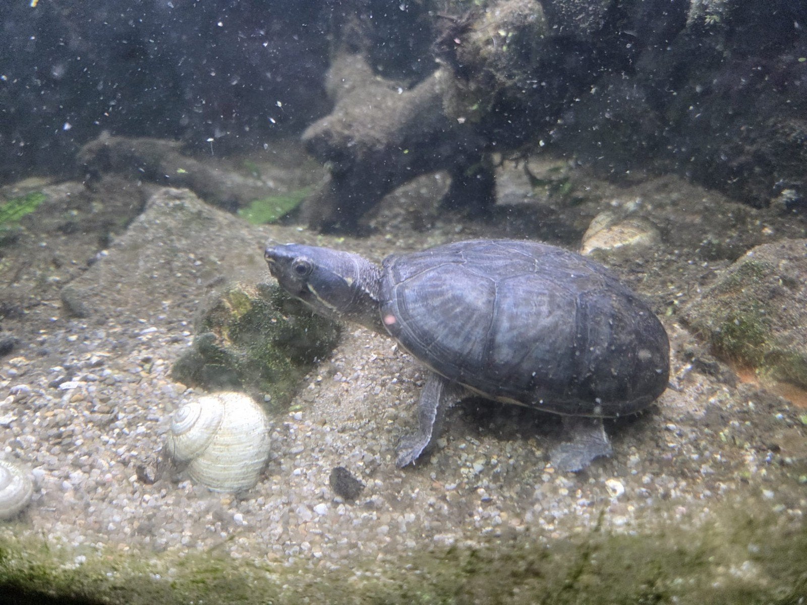 Chinees muskus schildpad, Dieren en Toebehoren, Overige typen, Zoetwatervis