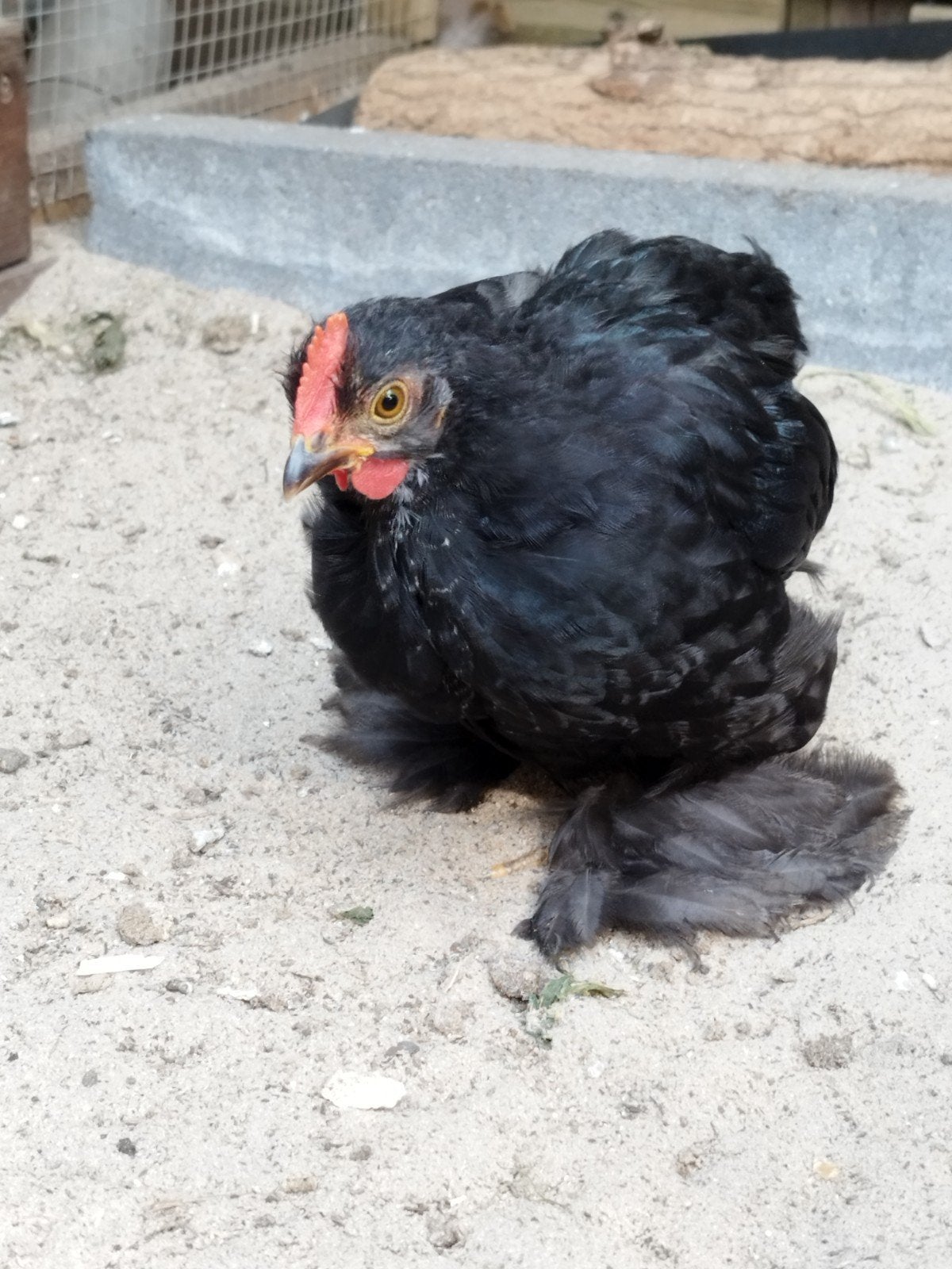 Cochin kriel haantje 10 weken oud, Dieren en Toebehoren, Pluimvee, Mannelijk, Kip