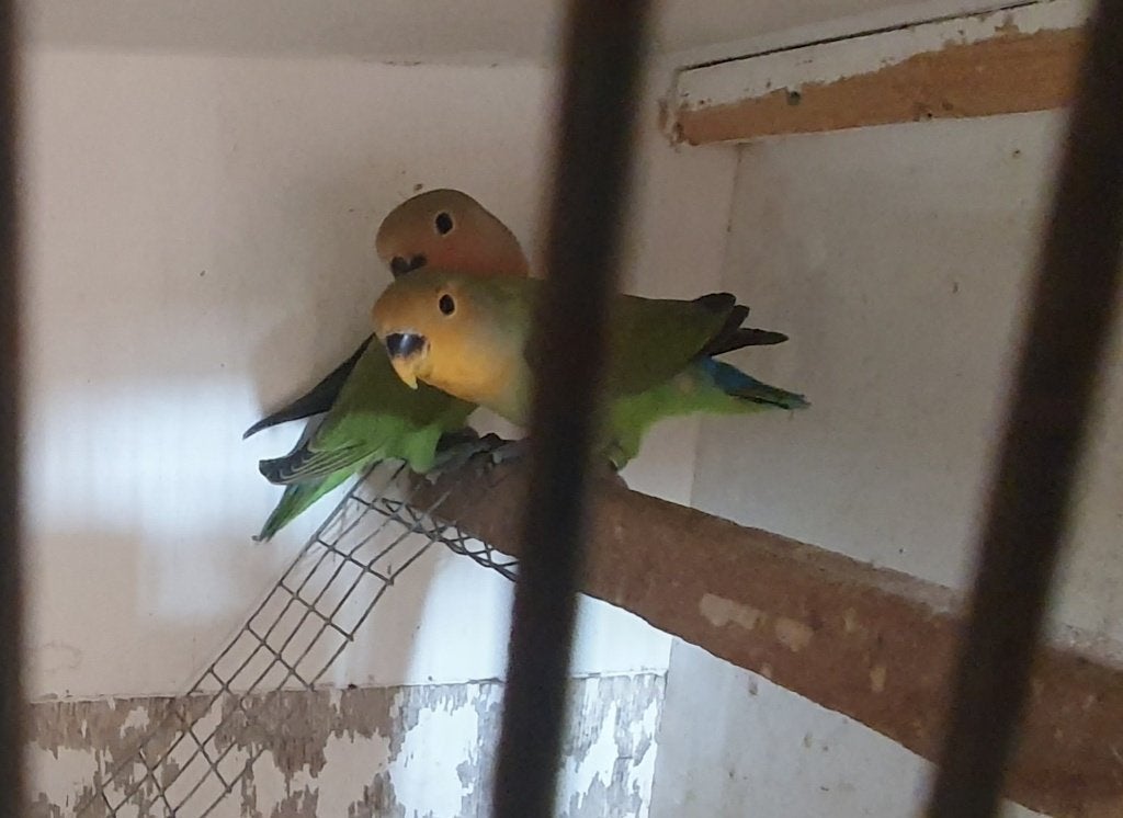 Agapornide, Parkiet, Geringd