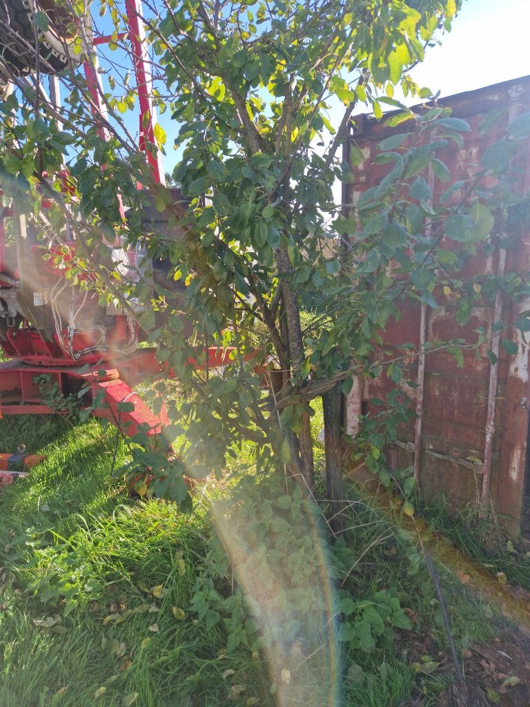 Pruimenboom Opal (2017), Ophalen, Lente, Volle zon, Pruimenboom