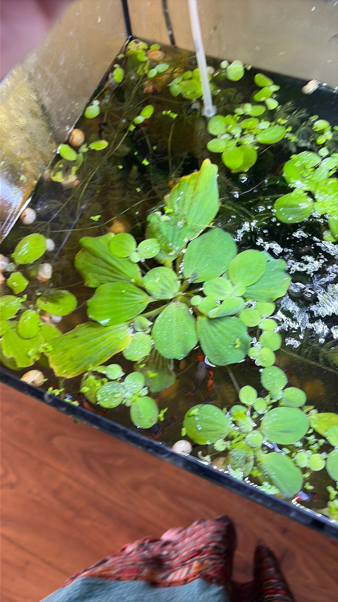 Grote drijfplanten voor het aquarium, Ophalen, Zo goed als nieuw, Plant(en), Steen of Hout