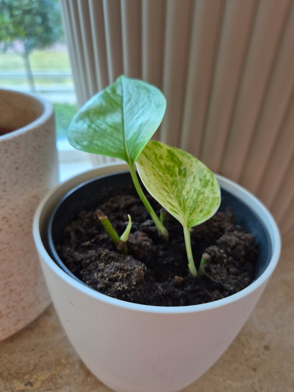 Epipremnum Aureum Marble Queen - Goed gewortelde Stekjes, Ophalen