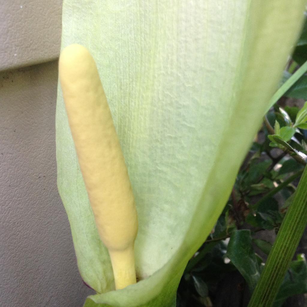 Aronskelk. Gifvrij gekweekt. Schaduwplant met mooie bladeren, Vaste plant, Volledige schaduw, Lente, Ophalen