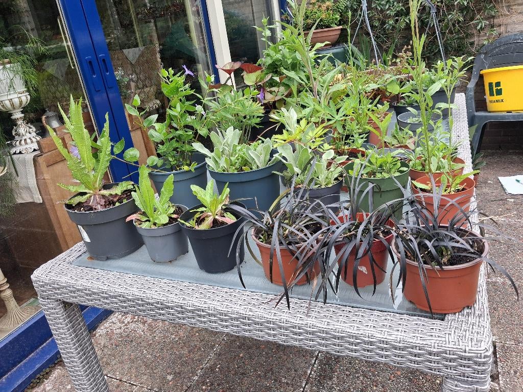tuinplantjes winterhard hobby kwekerij, Volle zon, Vaste plant, Zomer, Ophalen