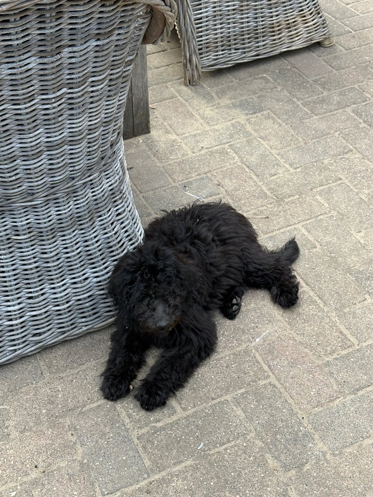 Labradoodle pups, Dieren en Toebehoren, Parvo, Overige rassen, 8 tot 15 weken, Meerdere