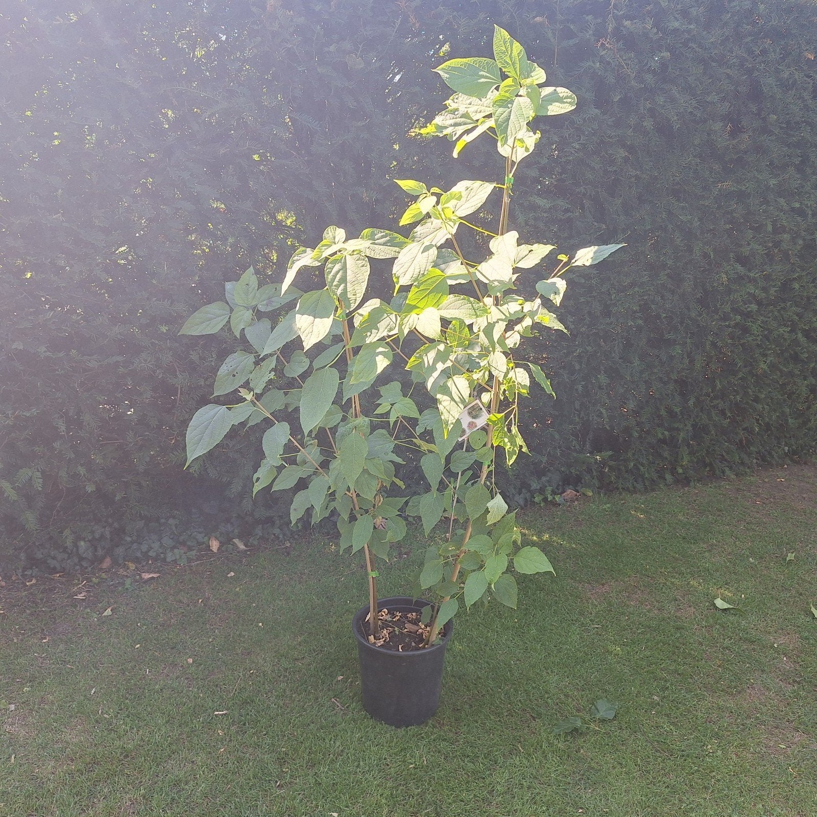 Pindakaasboom (Clerodendrum trichotomum), Volle zon, Vaste plant, Zomer, Ophalen