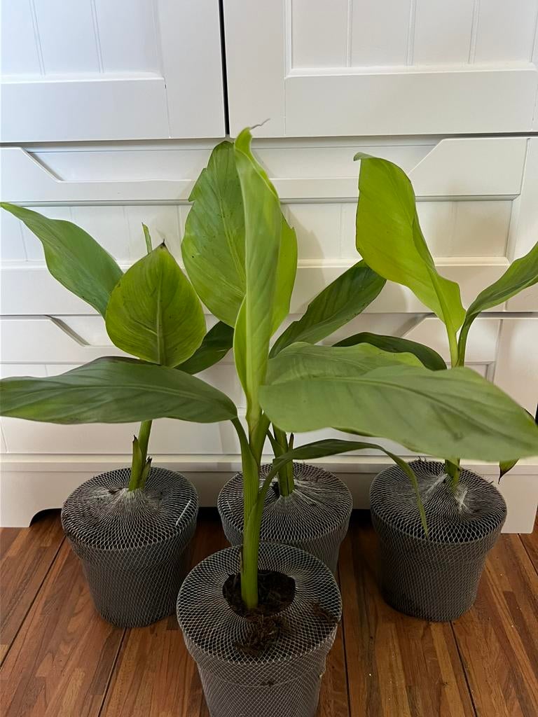 Dwergbanaan eetbaar, Minder dan 100 cm, Overige soorten, In pot, Ophalen of Verzenden